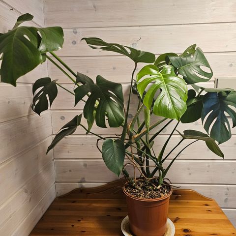 Monstera