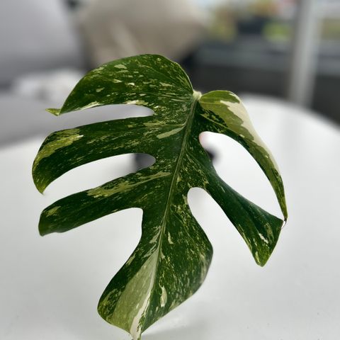 Monstera Variegata stickling 2