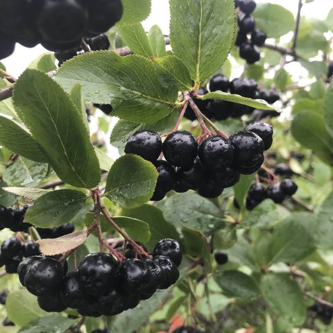 Aronia svartsurbær selges 90kr per liter