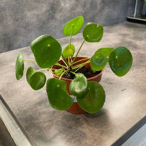 Pilea Elefantøre