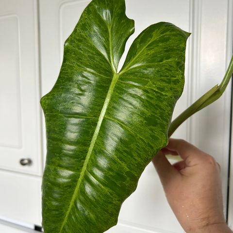 Philodendron Paraiso Verde