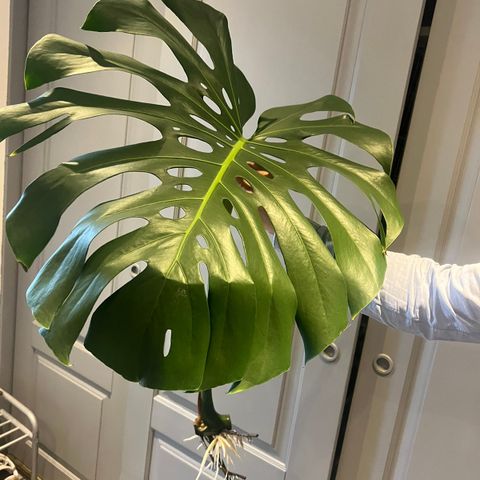 Stor monstera stikling