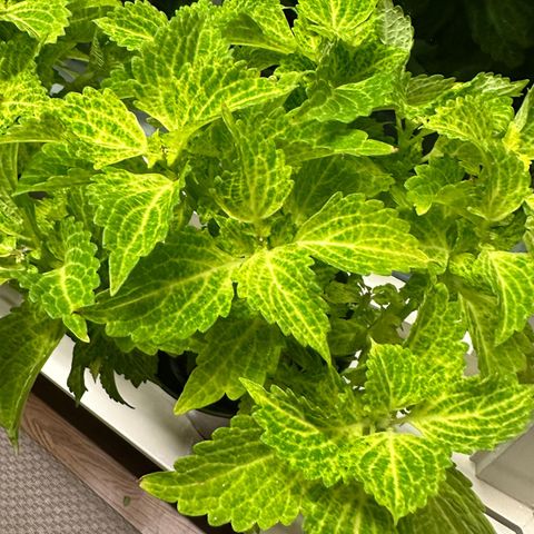 Coleus og andre planter/stauder