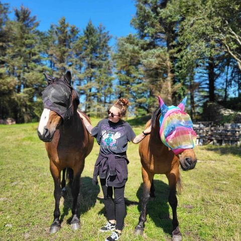 Ønsker hest på helfor