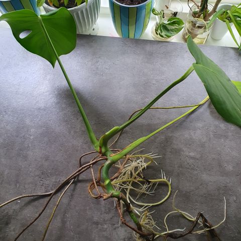 Stor Monstera stikling med røtter ca 40 cm