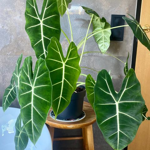 Alocasia Frydek.