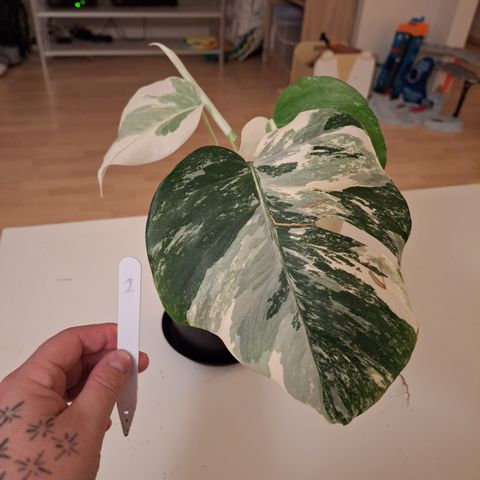 Monstera varigieta-3stk små