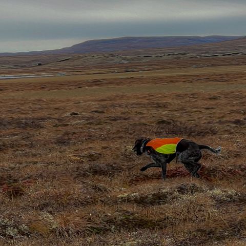 2 år gammel Vorsther vurderes omplassert/ selges