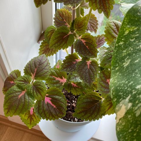 Coleus