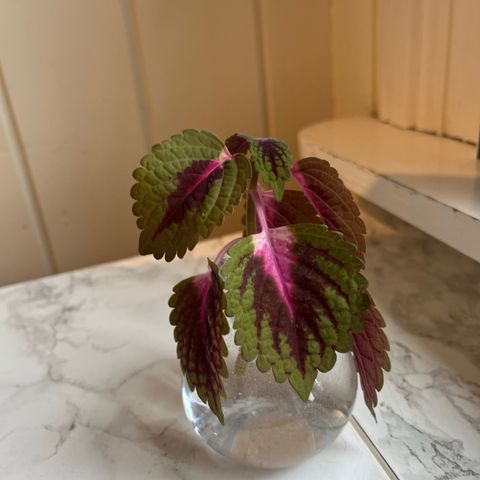 Coleus stiklinger