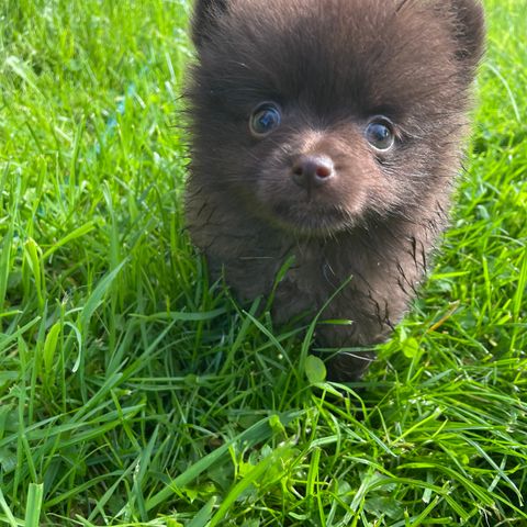 Nkk-reg brun pomeranian hannvalp selges