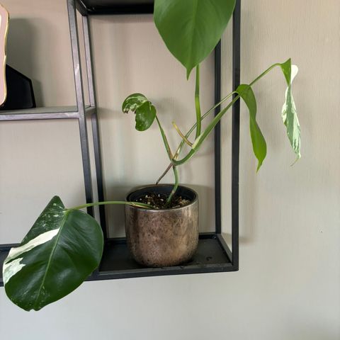 2 stk monstera variegata