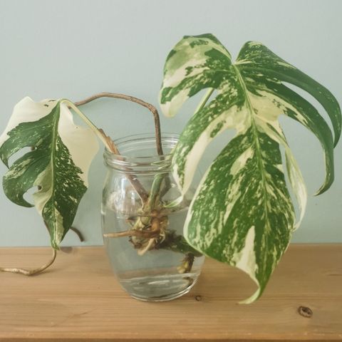 Monstera variegata stikling