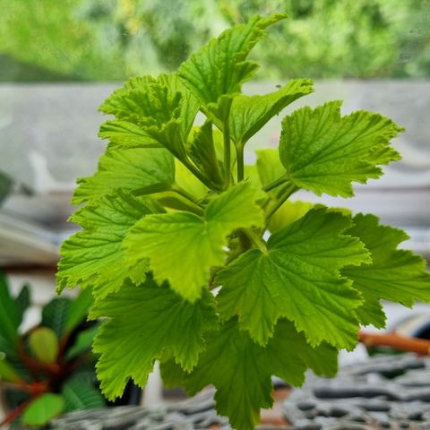 Stiklinger av duftpelargonia