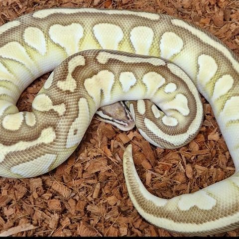 0.1 OD lesser pastel pos het clown