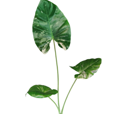 alocasia macrorrhiza variegata