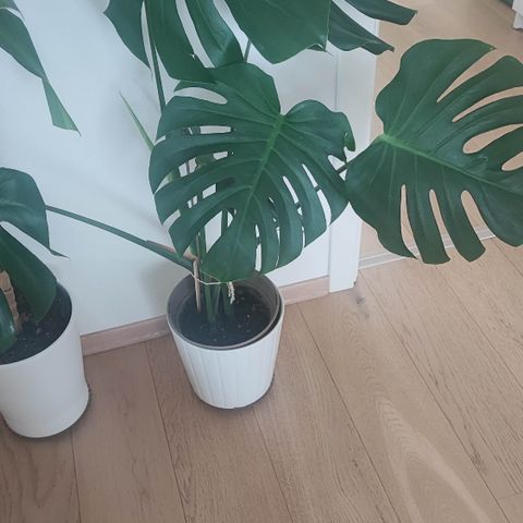 Monstera plante