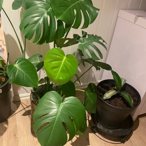 Monstera plante med potte