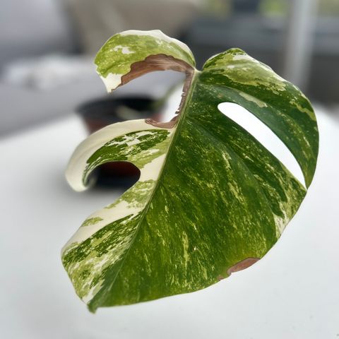 Monstera Variegata stickling 4