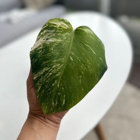 Monstera variegata 2 utskott 5