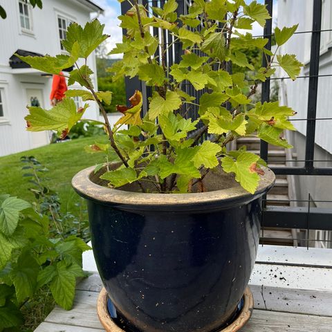 Diverse potter: Solbær, stikkelsbær, physalis, alunrot