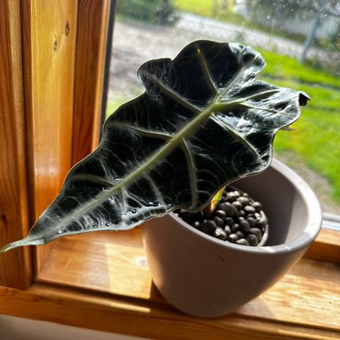 Alocasia knoller