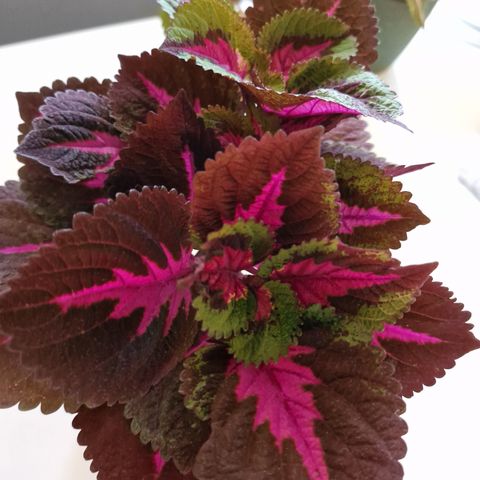 Stiklinger coleus