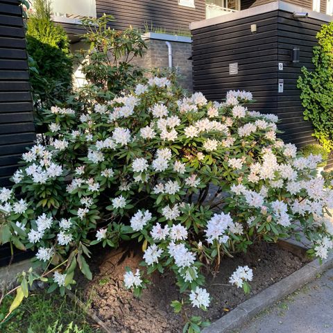 Rododendro lys rosa