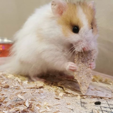 Hamster