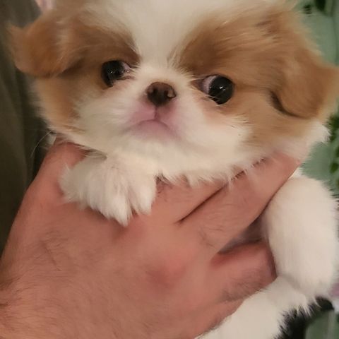 Japanese Chin Valp Gutt