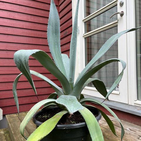 Agave