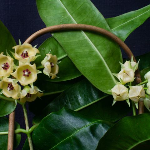 Hoya surisana