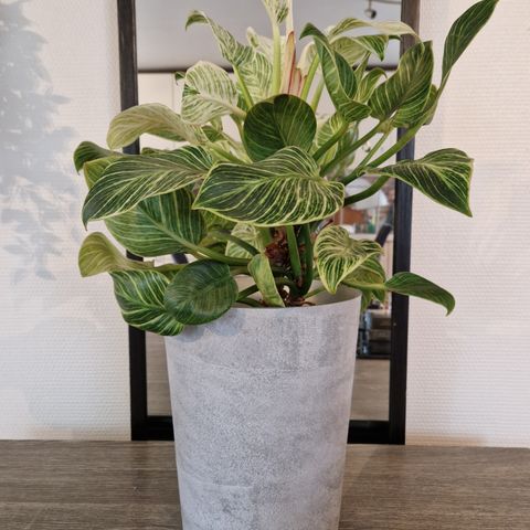 Plante/ Philodendron White selges billig