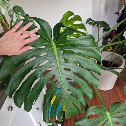 Store Monstera Large form stiklinger