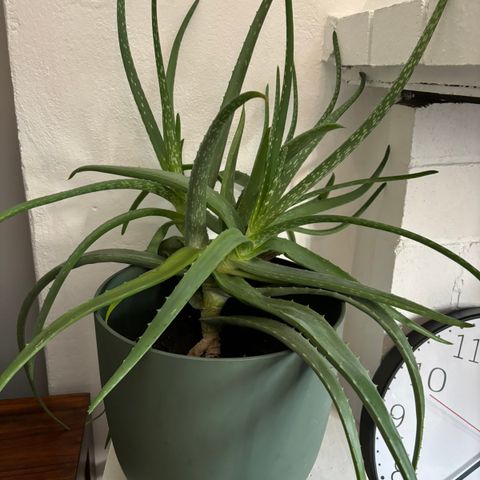 Stor Aloe Vera plante m/potte