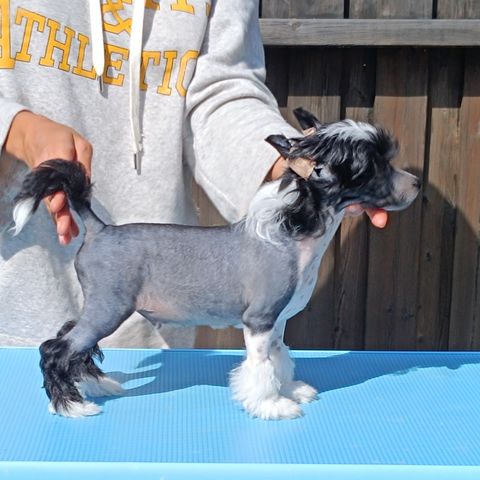 TOPAZ - NAKEN GUTT - Chinese crested