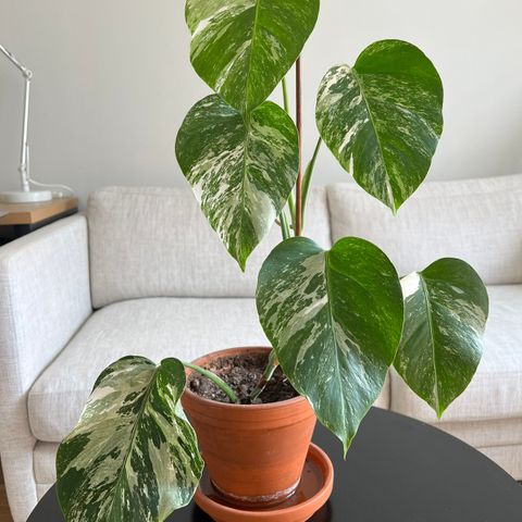 Monstera variegata