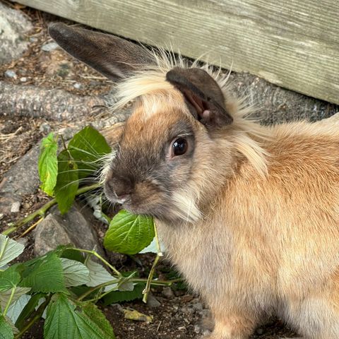 🦩Sora søker nytt hjem!🦩Hjem før pris❤️