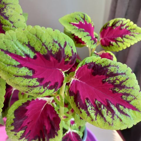 Planter. Coleus.