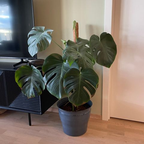 Monstera