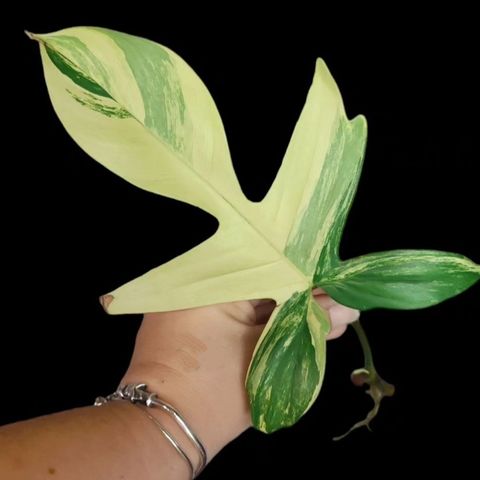 Philodendron florida beauty variegata