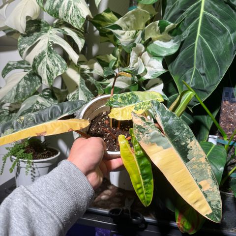 Philodendron billietiae variegated