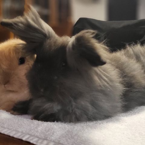 2 flotte unge hann kaniner vurderes solgt