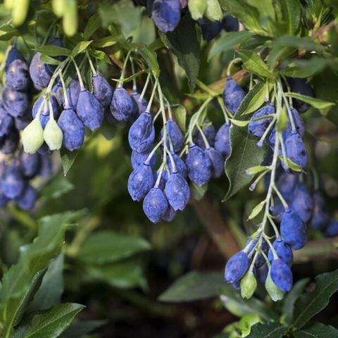 Pent blåbær, blueberry plant