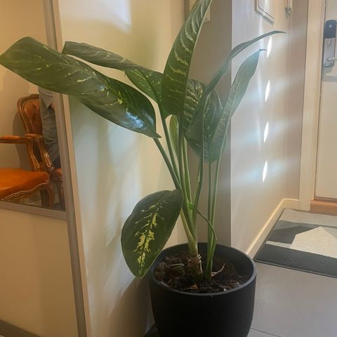 Dieffenbachia plante ca.1m