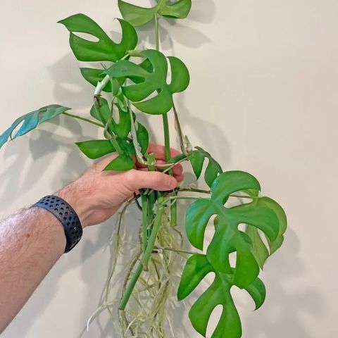 Stikling av rhaphidophora tetrasperma ( monstera minima )