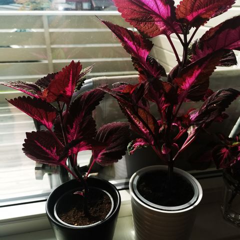 Coleus China rose