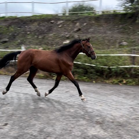 Flott 3 års Nvbl vallak tilridd.