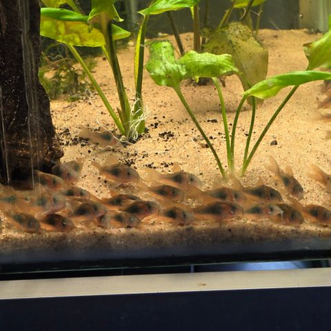 Corydoras aenus ungfisk selges