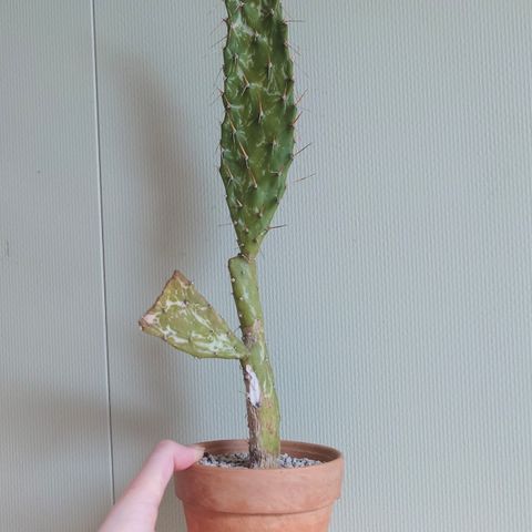 Opuntia monacantha variegata kaktus